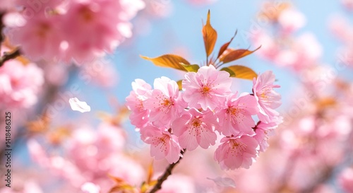 Close-up of soft pink cherry blossom flowers with delicate petals drifting in the wind
