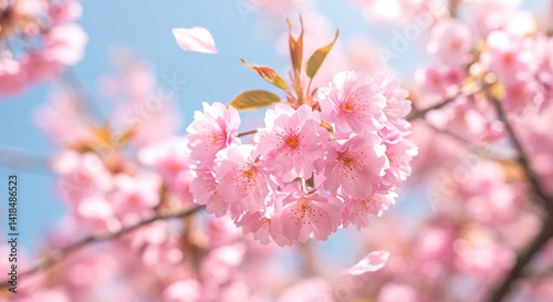 Close-up of soft pink cherry blossom flowers with delicate petals drifting in the wind