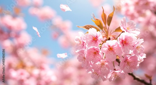 Close-up of soft pink cherry blossom flowers with delicate petals drifting in the wind