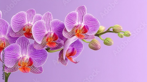 Detailed Purple Orchid Branch Showcasing Spotted Petals and Orange Centers on Lavender Background