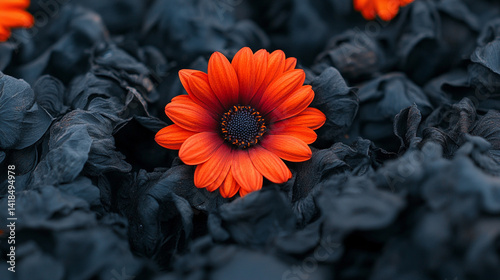 
Amid a circle of wilted gerberas, one vibrant orange flower stands tall symbolizing resilience hope and individuality thriving despite adversity in a fading environment

