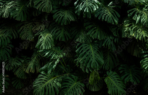 Tropical leaf background with vivid, high contrast greens