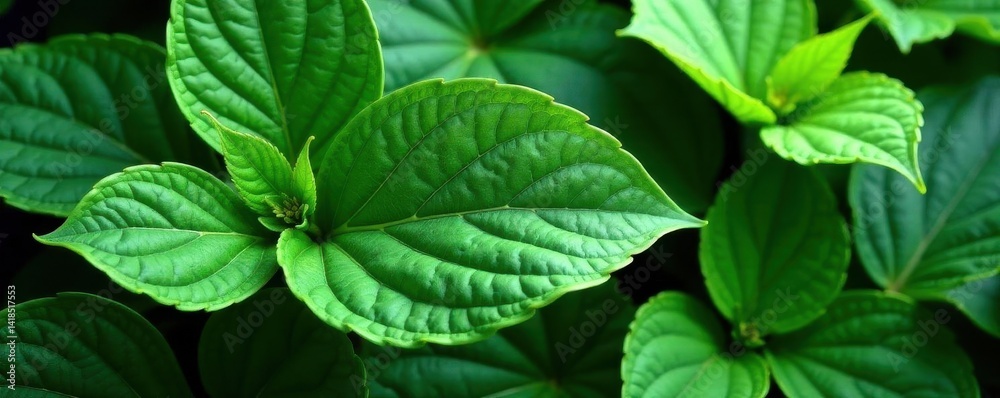 Mature hosta with diverse green shades, intricate leaf veins , detail, nature, green Mature hosta with diverse green shades, intricate leaf veins , detail, nature, green