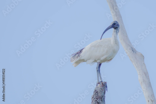 Australian white ibis stand on a tree against the blue sky photo