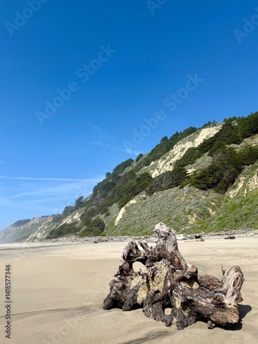 A massive piece of driftwood lies on the sand with a misty coastal mountain in the background.