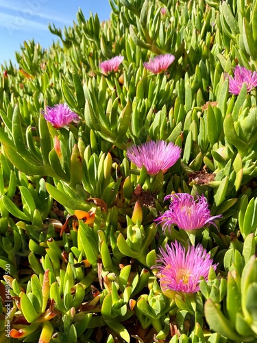Bright green coastal vegetation with small pink flowers along the Northern California shoreline.