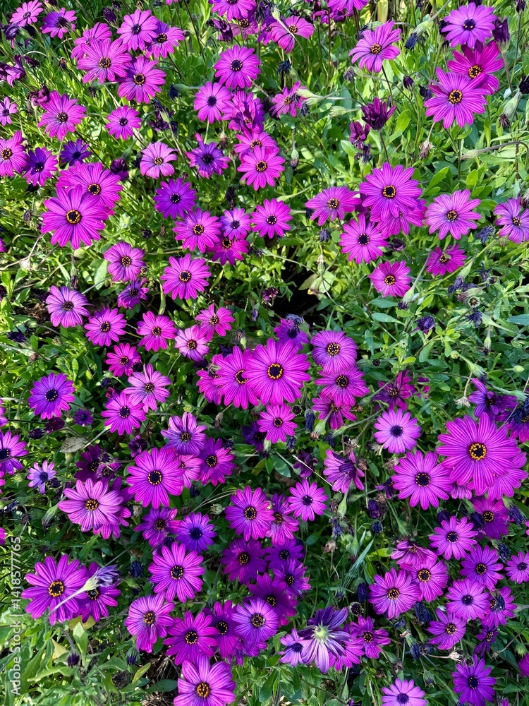 Fototapeta premium A close-up of vibrant purple wildflowers blooming along the forest floor in Northern California.