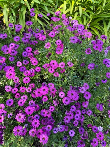 A close-up of vibrant purple wildflowers blooming along the forest floor in Northern California.