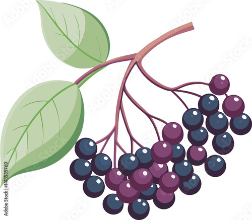 A vibrant vector illustration of delicious elderberries, showcasing the fruit's rich color and natural appeal in a detailed design.