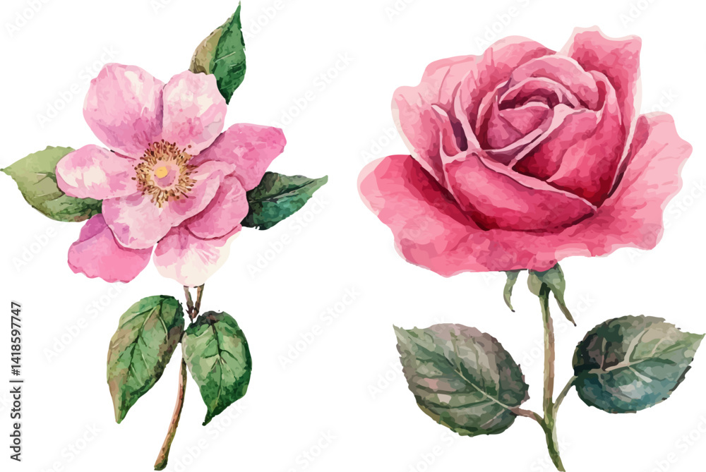 Fototapeta premium Romantic Watercolor Pink Rose Flower