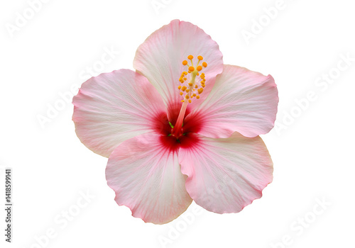 Pink Hibiscus Flower on Transparent Background