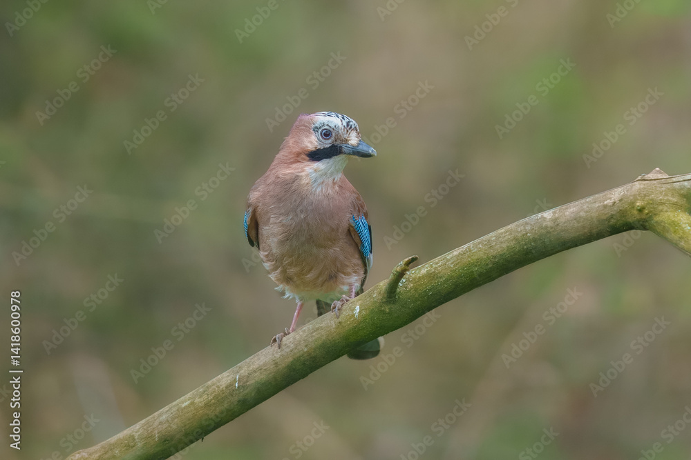 Eurasian jay - Garrulus glandarius perched at colorful background. Photo from Czech Republic. Eurasian jay - Garrulus glandarius perched at colorful background. Photo from Czech Republic.