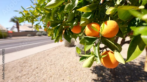 an orange tree with several ripe oranges grows in an urban neighborhood along a street