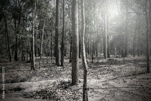Forest under the sun shining through the shadows of the trees in the dark like monotone color.