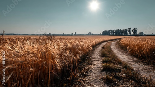 Golden wheat field pathway under a bright sun