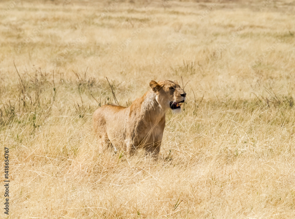Lioness Alert in the Golden Grasslands. Masai Mara, Africa Lioness Alert in the Golden Grasslands. Masai Mara, Africa