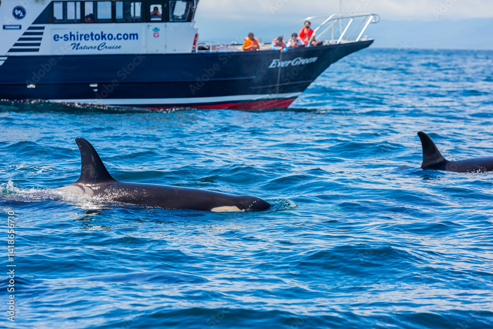 Fototapeta premium シャチ 