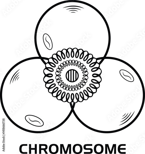 Chromosome Diagram Logo. Illustration for Scientific and Educational Purposes Logo
