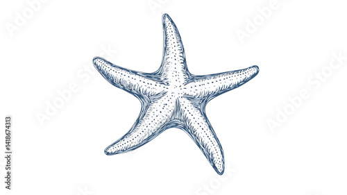 A detailed illustration of a starfish, rendered in a hand-drawn style.  The artwork utilizes a predominantly light blue and white palette, with subtle shading to create a three-dimensional effect.