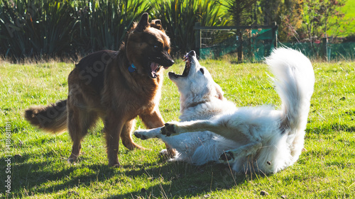 Bild auf Leinwand Two dogs fighting playing teeth german shepherd and belgian malinois sheep dog r