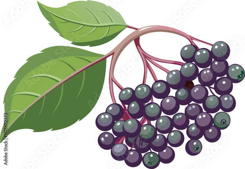 A vibrant vector art illustration showcasing delicious elderberries, beautifully detailed with rich colors, ideal for culinary, botanical, or health-themed designs.