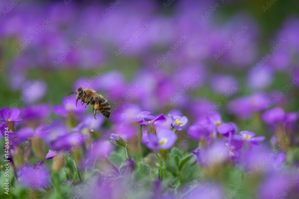 Honeybee Collecting Pollen From Vibrant Purple Flowers in Bloom Honeybee Collecting Pollen From Vibrant Purple Flowers in Bloom