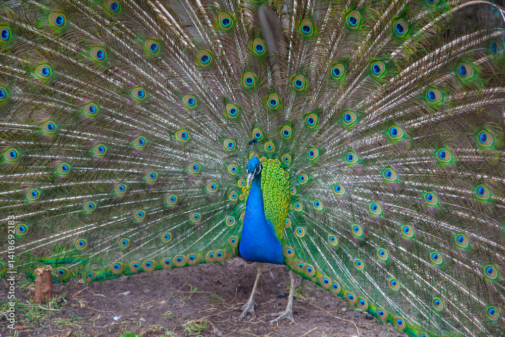 Obraz premium Vibrant Peacock Displaying Magnificent Feathers in Natural Environment