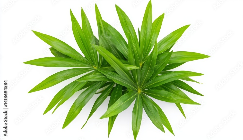 Fototapeta premium Overhead View of Dewy Green Foliage Against White Background