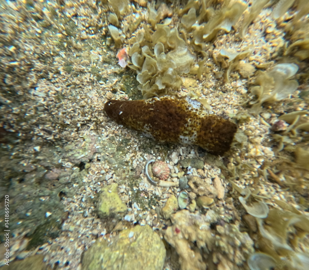 Sea cucumbers textured body blends with the seabeds algaecovered surface Sea cucumbers textured body blends with the seabeds algaecovered surface