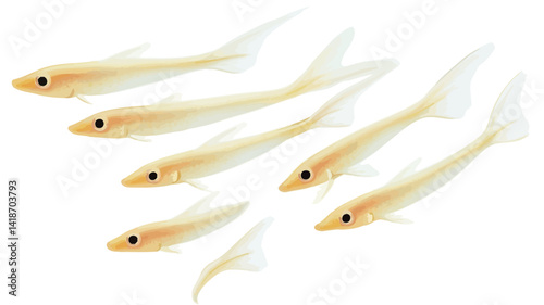High-angle, close-up studio shot of a school of six pale yellow, almost translucent fish against a pure white background. The fish are slender with elongated bodies and fins