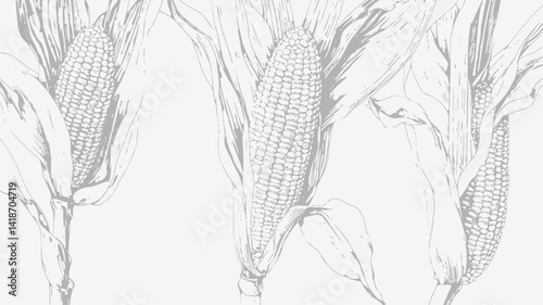 The image presents a detailed botanical illustration of three ears of corn rendered in meticulous pencil strokes.  The grayscale palette emphasizes the textural variations within the corn husks 