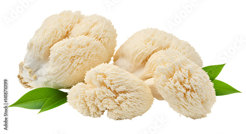 Fresh lion's mane mushrooms arranged artistically with green leaves, showcasing their unique texture and natural beauty