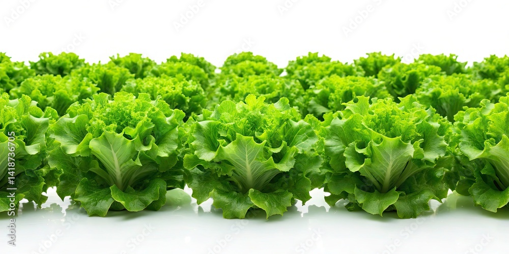 Obraz premium Hydroponic Green Lettuce Farming: Sustainable Growing Techniques & High Yield Production