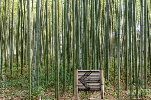 Fototapeta Naklejka Na Ścianę i Meble -  bamboo forest in the morning