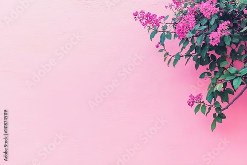 Pink Flowers on a Pink Wall Background
