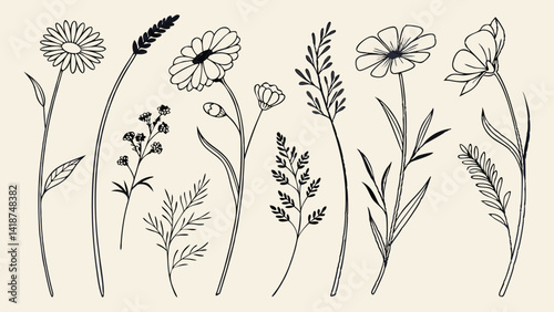Wildflower Line Art Illustration Pack. Minimal Wildflower Clipart for Designers. Elegant Wildflower Line Drawing Bundle. Botanical Wildflower Line Art Collection.