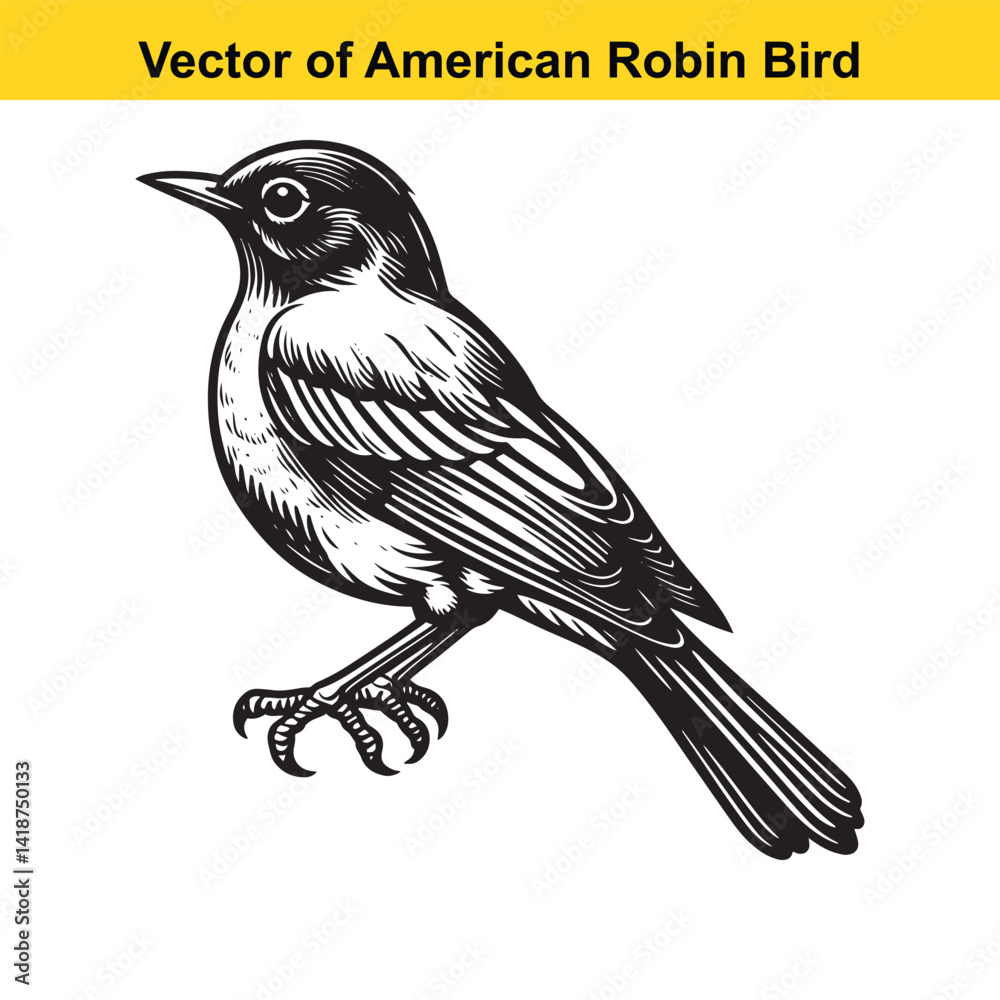 Fototapeta premium American Robin Line Art Vector – Vintage Tattoo Style Bird Illustration for T-Shirts, Logos, Decals
