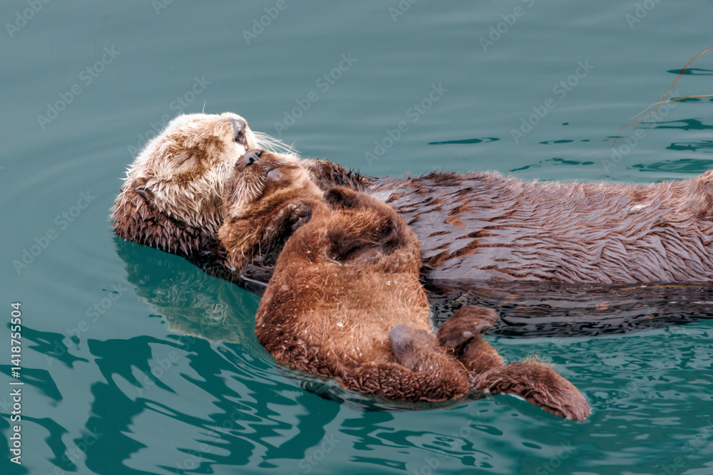 Obraz premium Sea Otters -2887