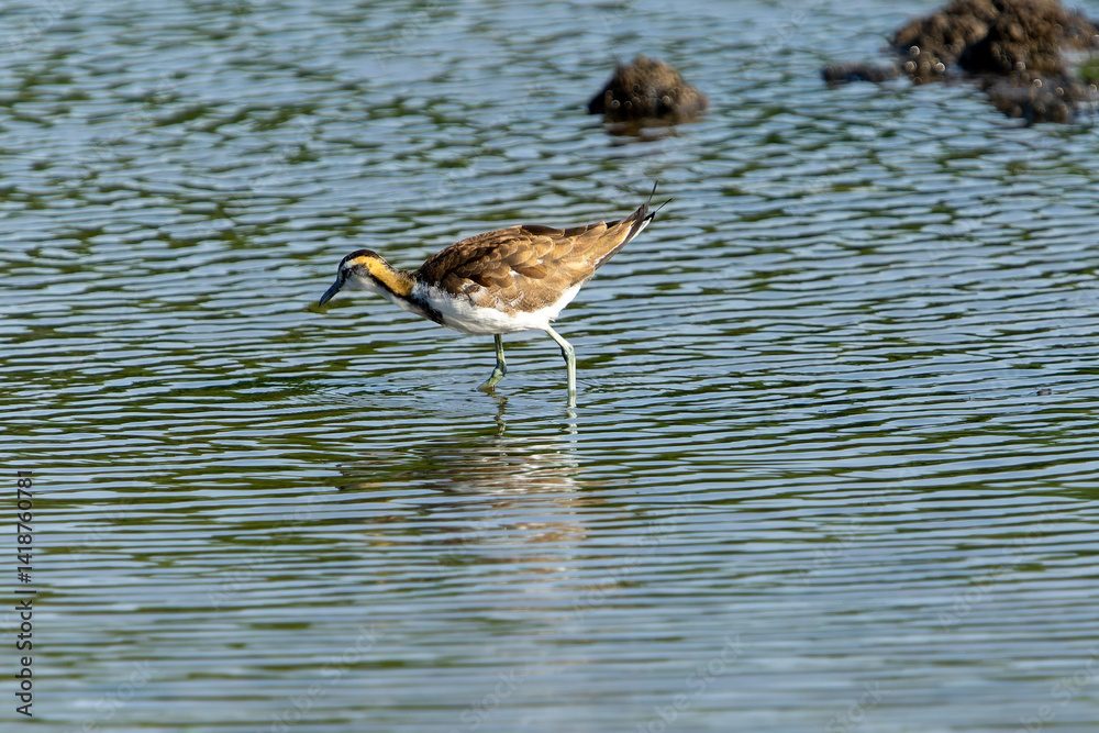 Non- breeding Pheasant-tailed Jacana or.Hydrophasianus chirurgus.wading in shallow wetland pond Non- breeding Pheasant-tailed Jacana or.Hydrophasianus chirurgus.wading in shallow wetland pond