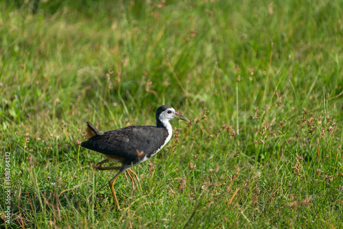 Schilderij op canvas Adult White-breasted Water-hen or Amaurornis phoenicurus fossiking in wetland in
