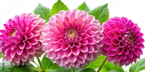 Vibrant Pink Dahlia Closeup: Sunny Garden Bloom Photography