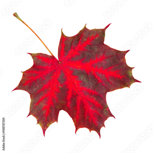 Red maple leaf isolated on transparent background.