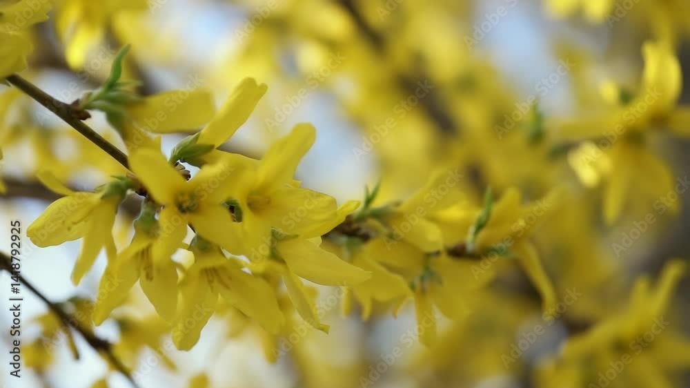 yellow forsythia flowers blooming on branches in spring, close up of vibrant blossoms swaying gently in the breeze with soft background bokeh and sunlight
