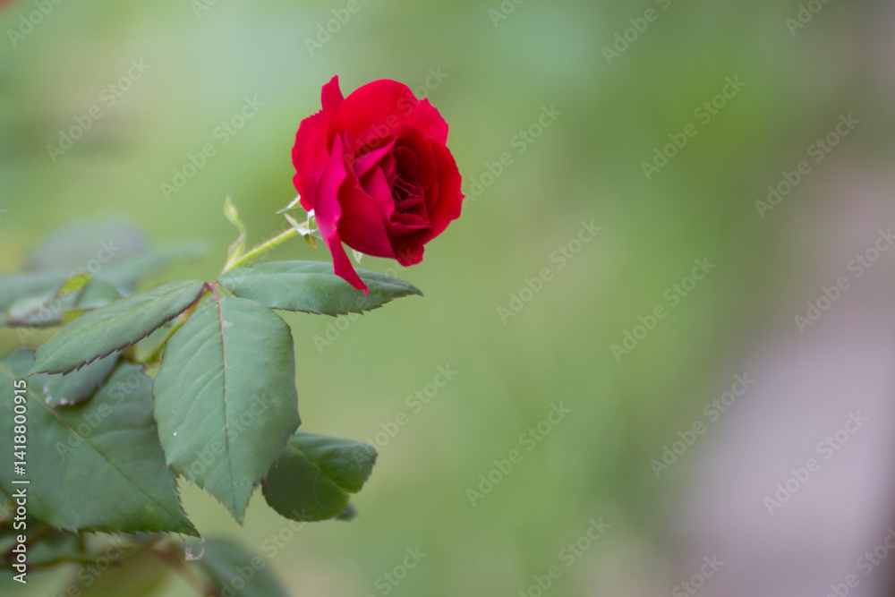 Obraz premium Elegant red rose blooming in a serene garden nature photography soft focus natural light beauty in simplicity