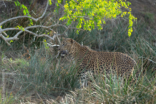 Sri Lankan leopard or Panthera pardus kotiya blending in with environment standing and alertly looking ahead photo