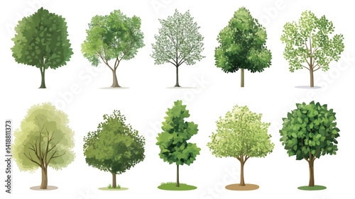 High-definition digital illustration showing twelve deciduous trees of different styles against a pure white background.