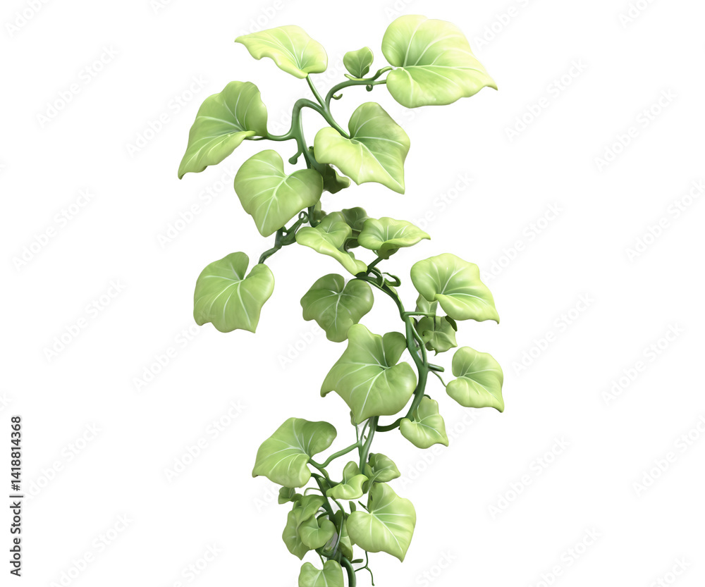 Naklejka premium Elegant illustration of a climbing plant with heart shaped leaves rendered in a detailed classic ink style against a clean backdrop