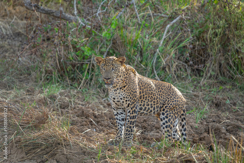 Sri Lankan leopard or Panthera pardus kotiya blending in with environment standing and alertly looking ahead