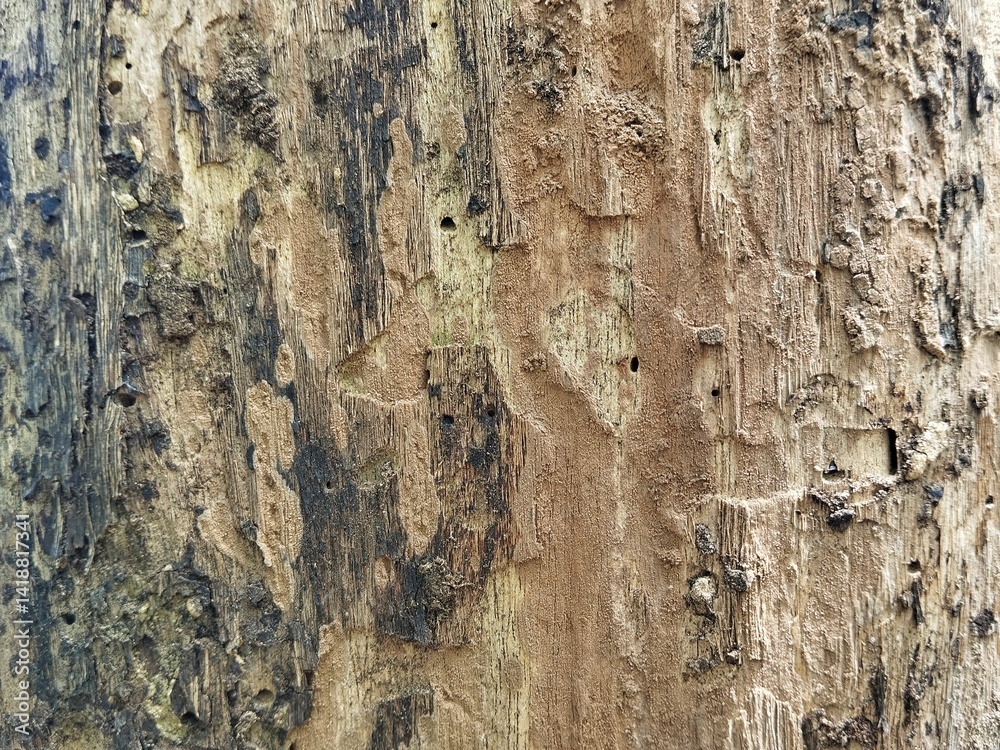 Close up of tree bark surface texture background, copy space Close up of tree bark surface texture background, copy space