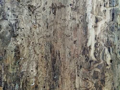 Close up of tree bark surface texture background 